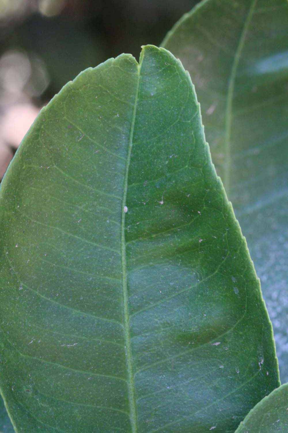            Margin (Millsweet, Riverside, CA)   